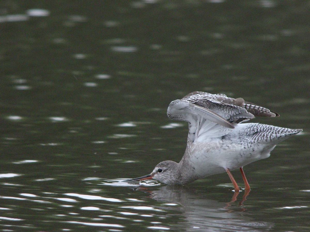 Spotted Redshank - Tomohiro Iuchi