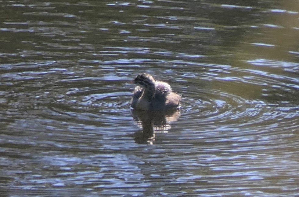 New Zealand Grebe - ML135832911