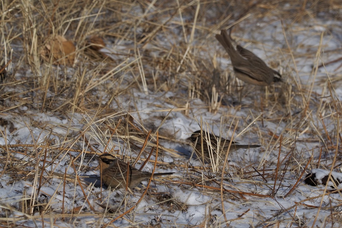 Siberian Accentor - ML135833391