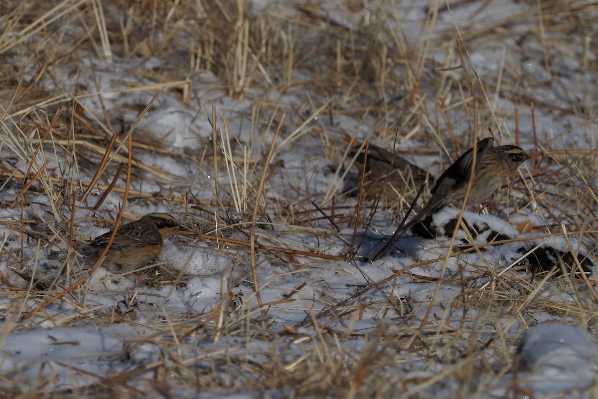 Brown Accentor - ML135833421