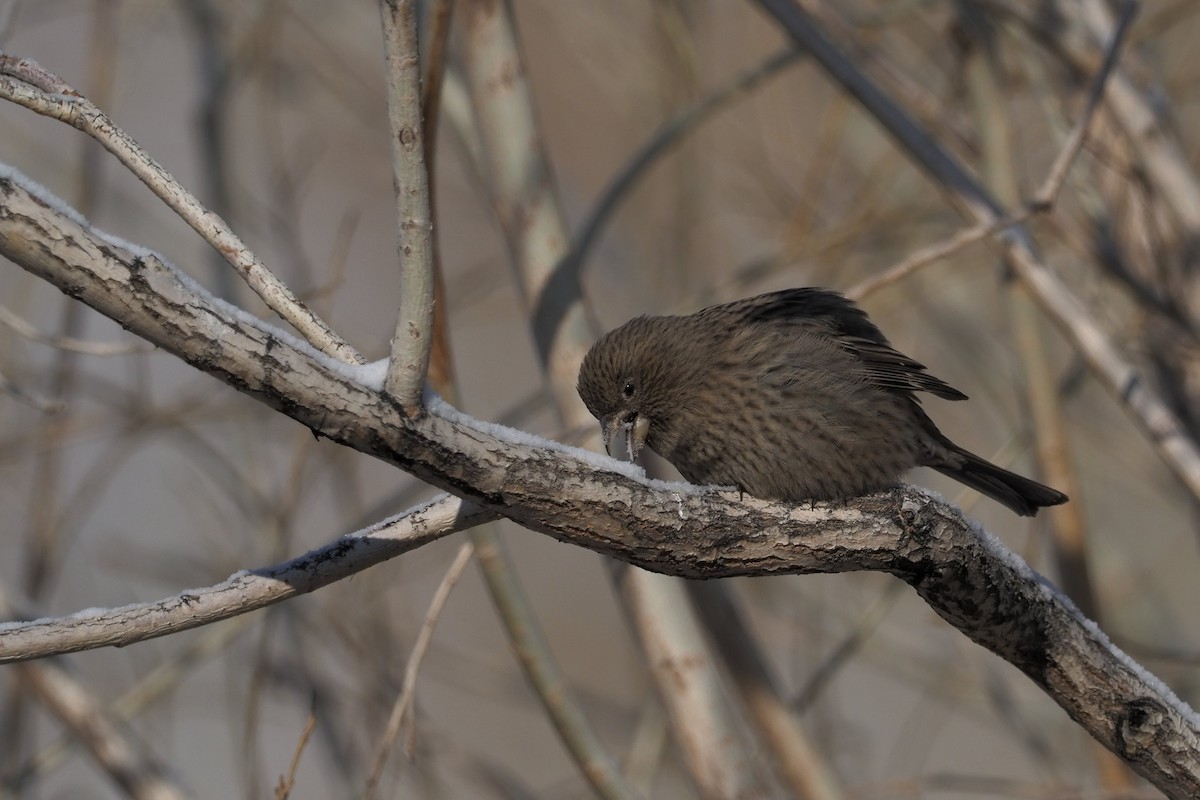 Red-mantled Rosefinch - ML135833471