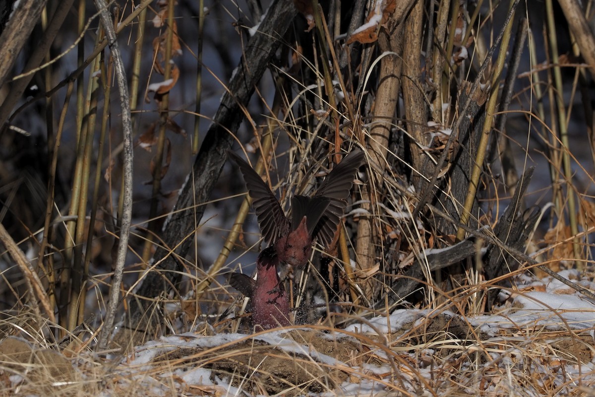 Red-mantled Rosefinch - ML135833501