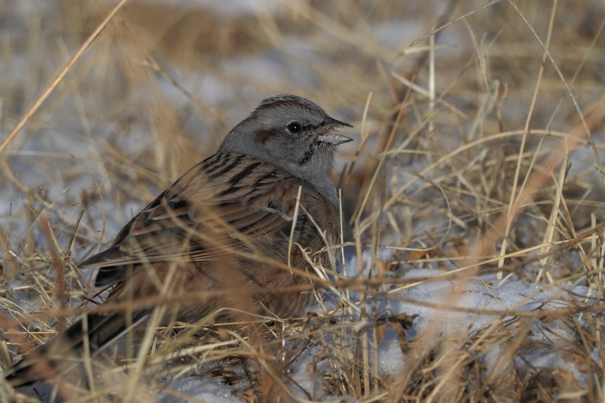 Godlewski's Bunting - ML135833591