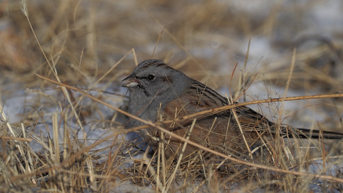 Godlewski's Bunting - ML135833601