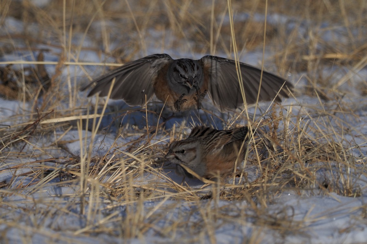 Godlewski's Bunting - ML135833621