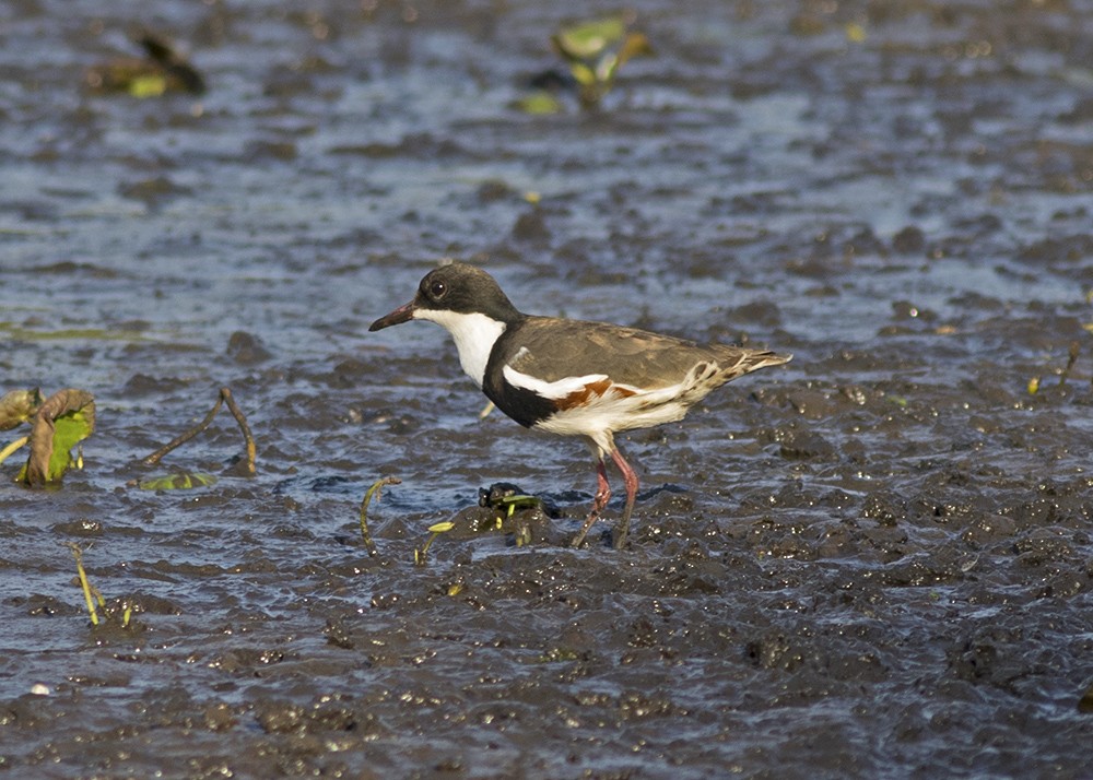 Red-kneed Dotterel - ML135833931