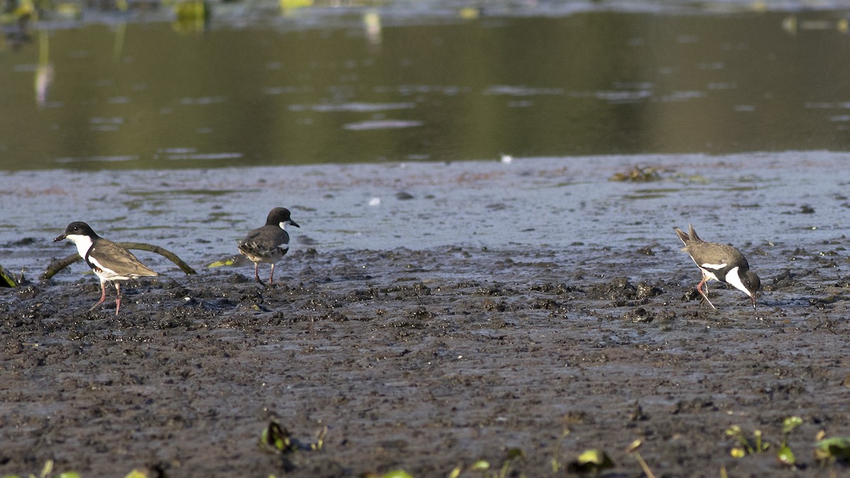 Red-kneed Dotterel - ML135833941