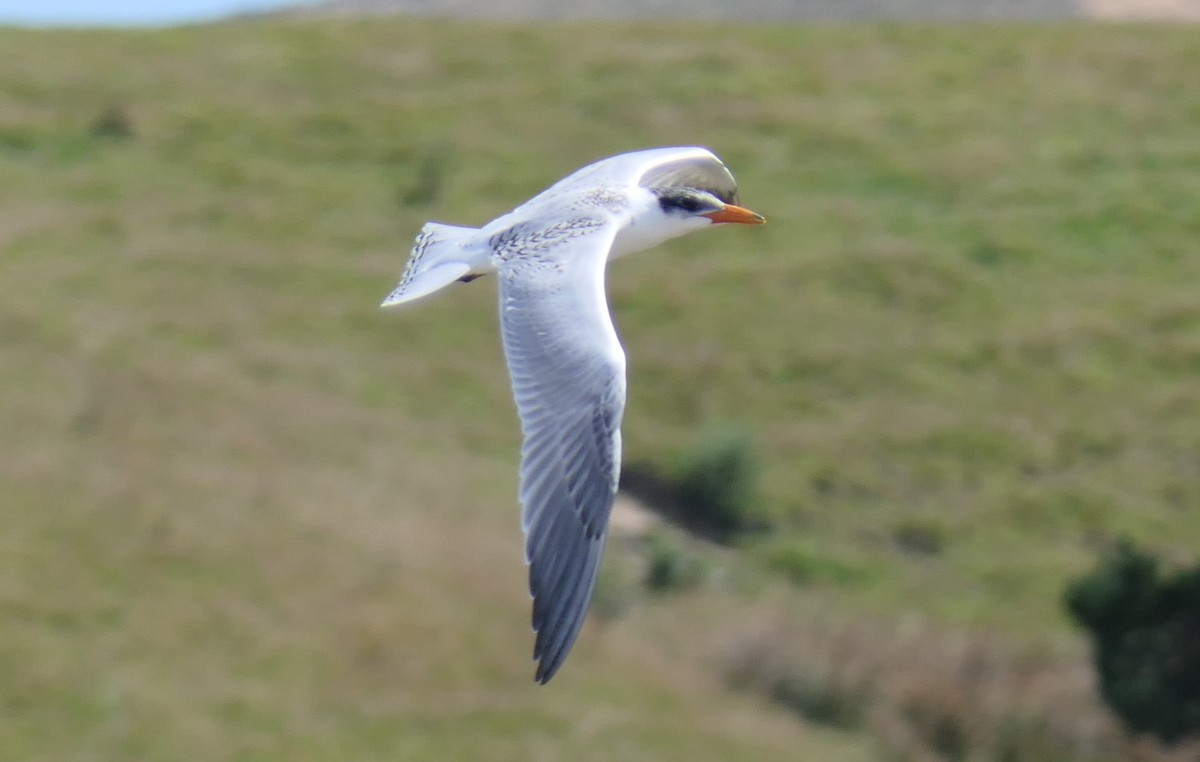 Caspian Tern - ML135834131