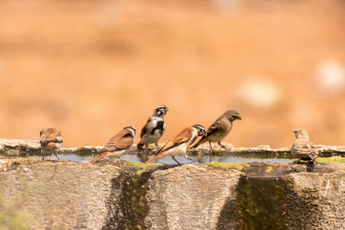 Black-headed Canary (Damara) - ML135834981