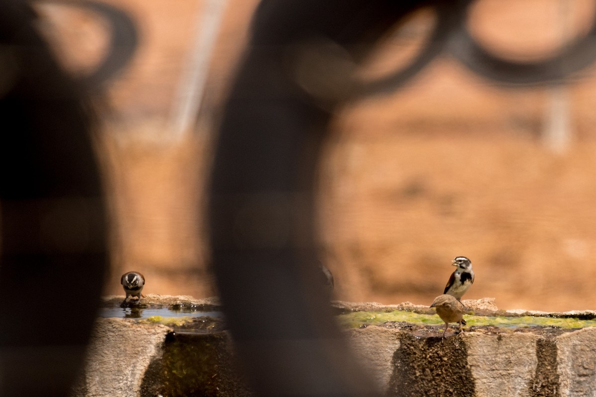 Black-headed Canary (Damara) - Raphaël Nussbaumer