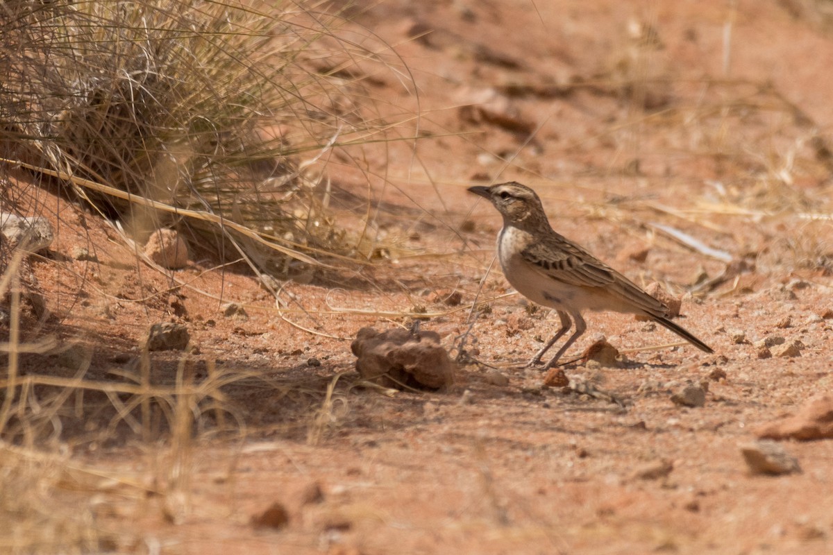 Fawn-colored Lark (Fawn-colored) - ML135835291