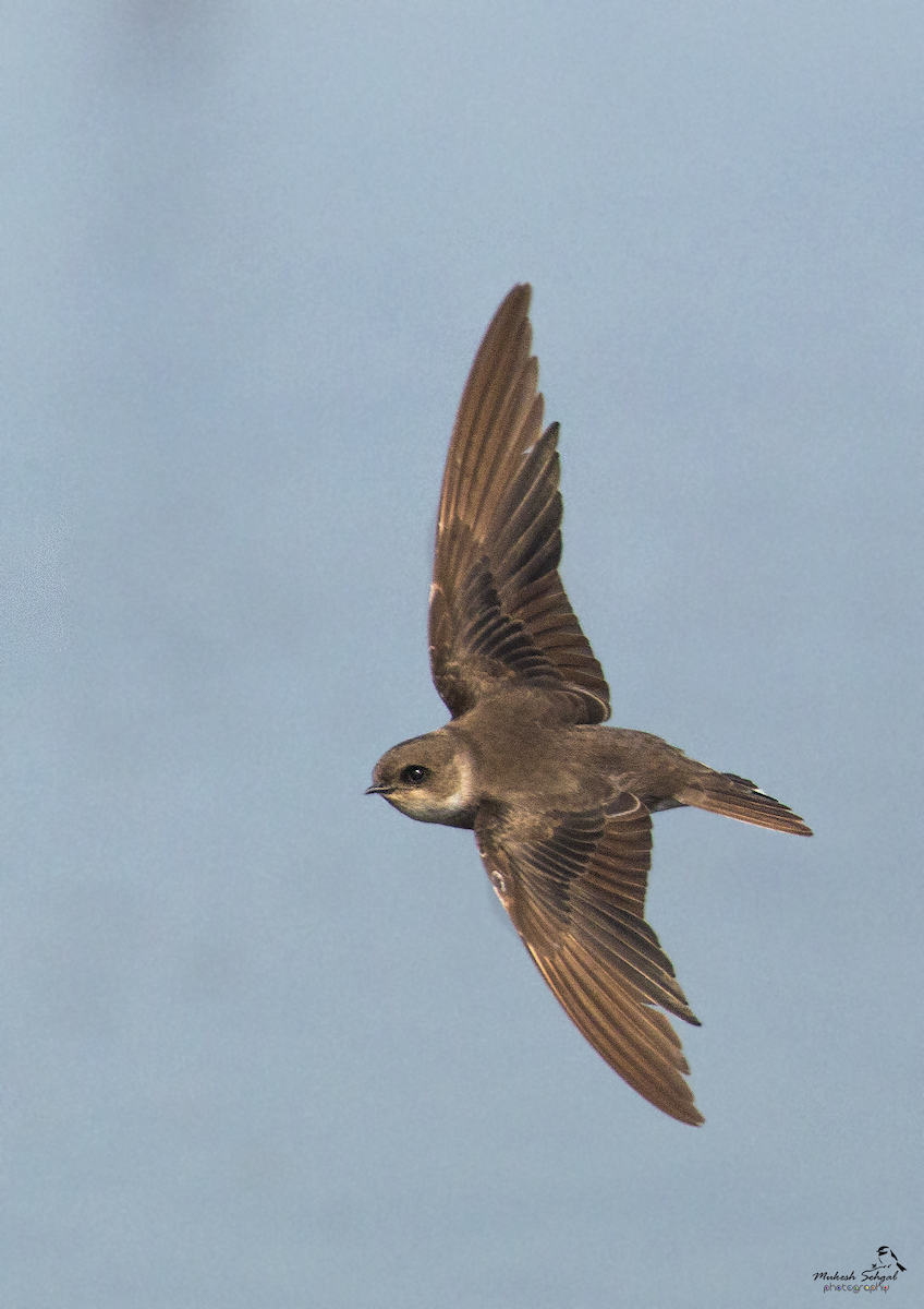 Pale Martin - ML135838071