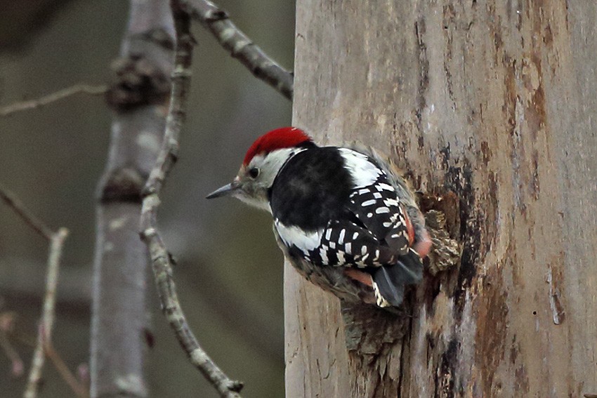 Middle Spotted Woodpecker - ML135838081