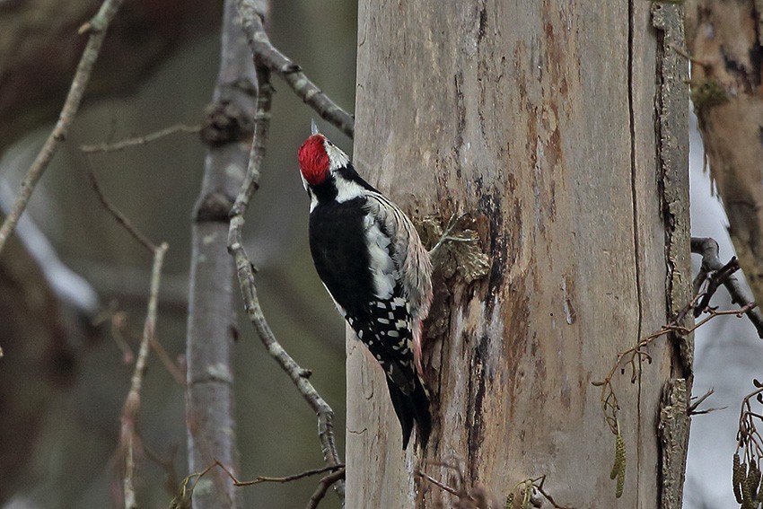 Middle Spotted Woodpecker - ML135838091