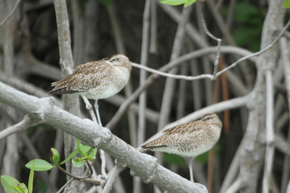 Whimbrel - ML135838901