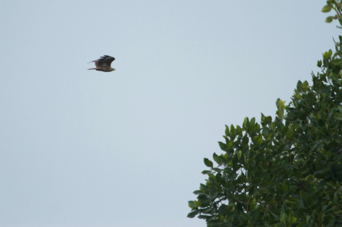 Black Kite (Black-eared) - ML135839011