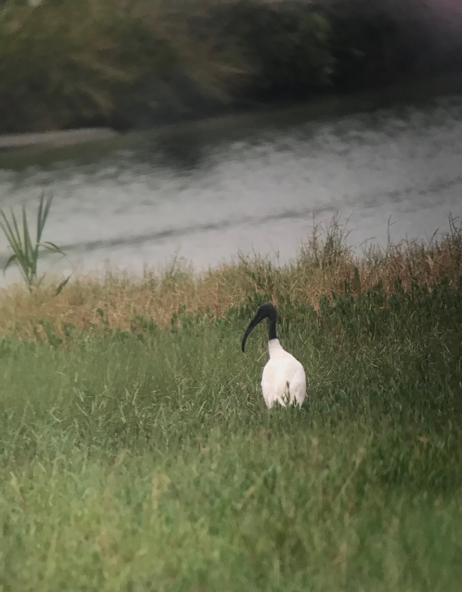 Ibis à tête noire - ML135839331