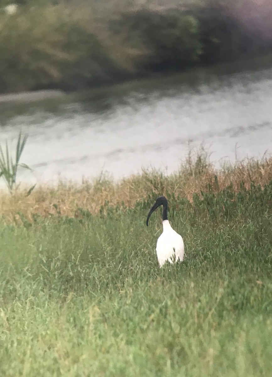 Ibis à tête noire - ML135839341