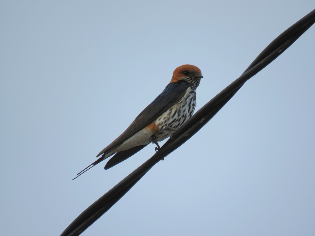 Golondrina Abisinia - ML135839851