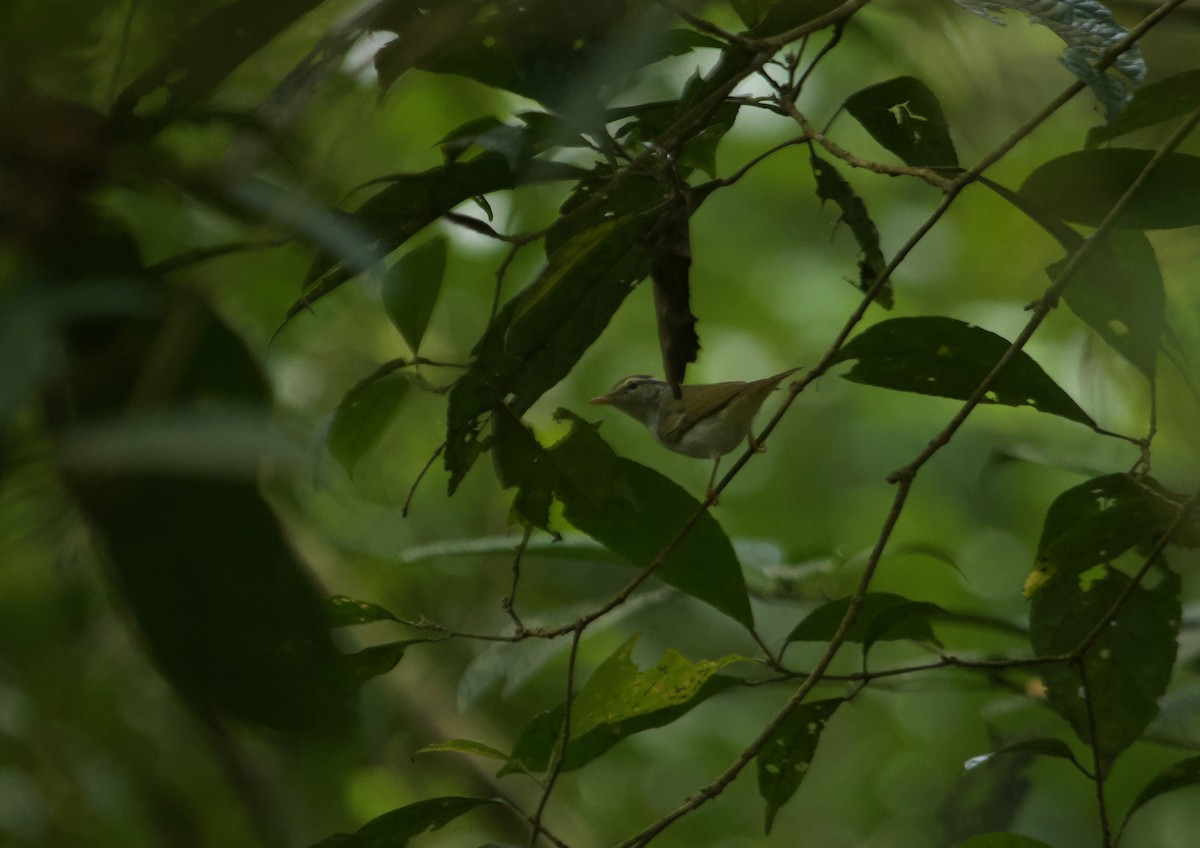 Eastern Crowned Warbler - ML135840251