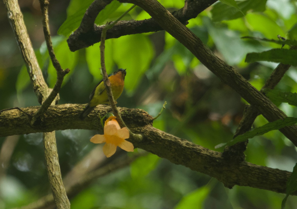 Ruby-cheeked Sunbird - Will Sweet