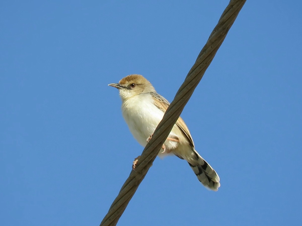 Rufous-winged Cisticola - ML135840511