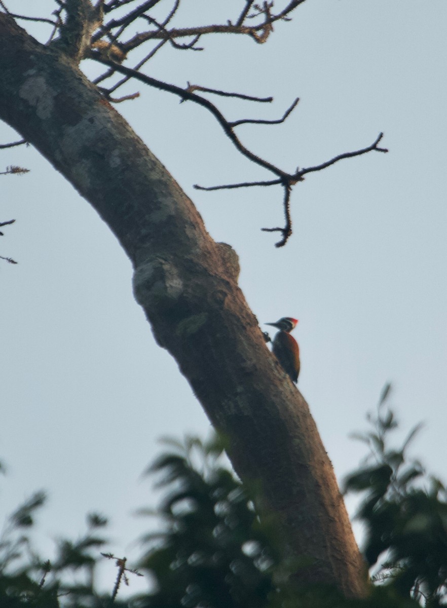 Greater Flameback - Will Sweet