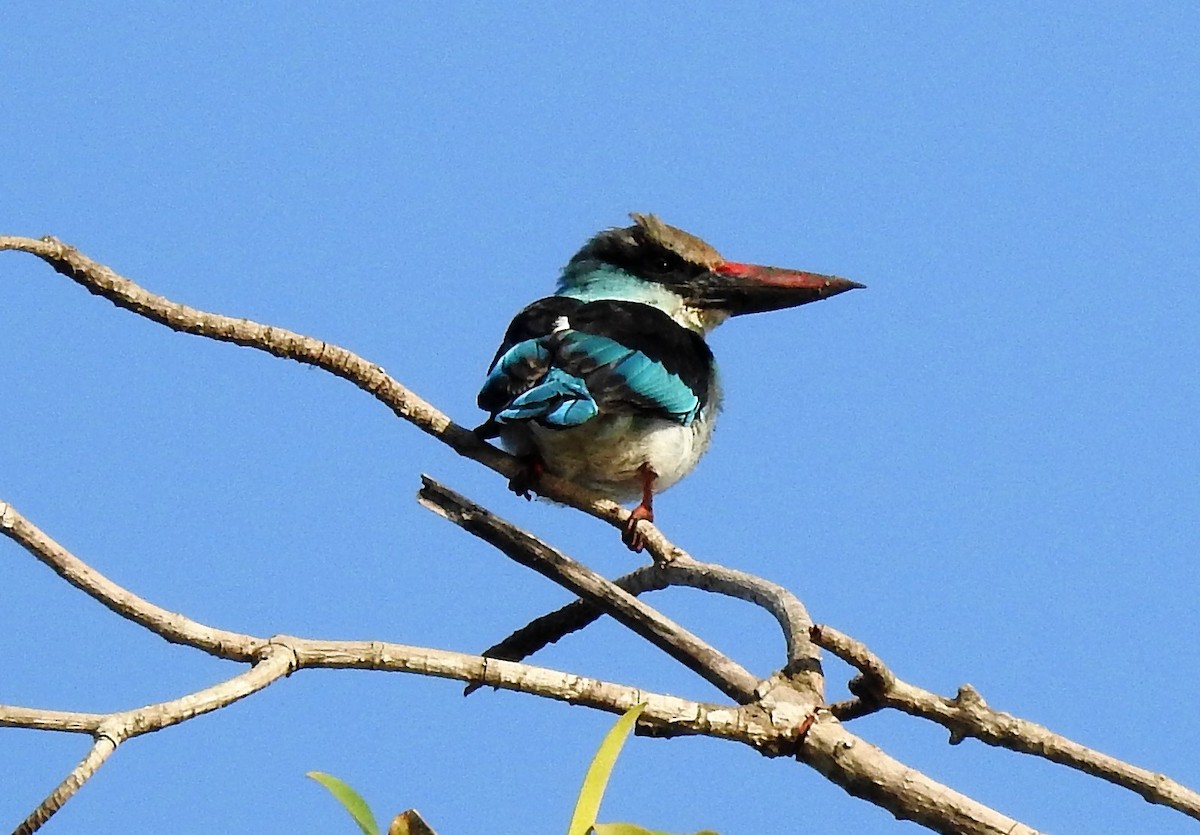 Blue-breasted Kingfisher - ML135841351