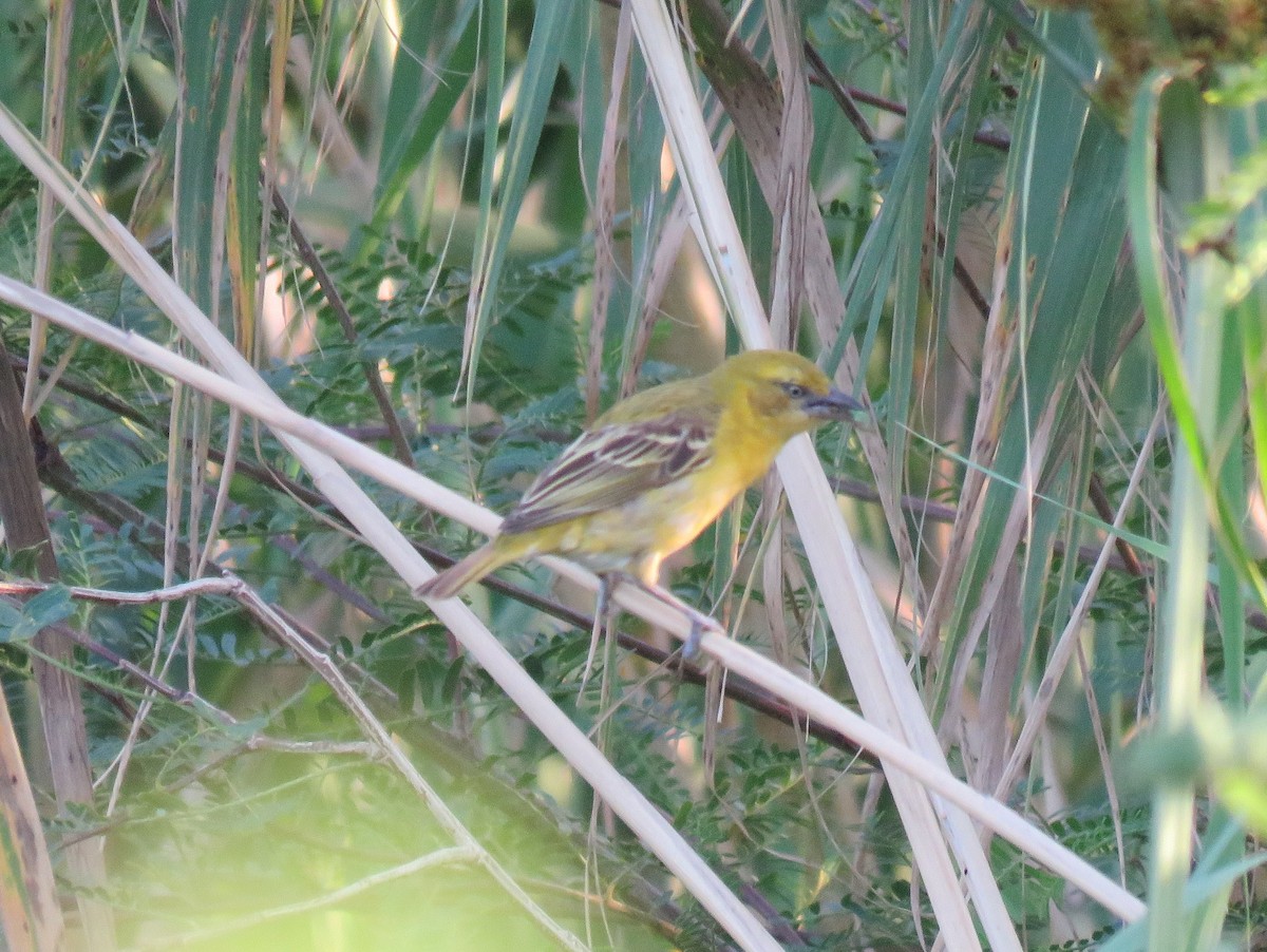 Lesser Masked-Weaver - ML135841591