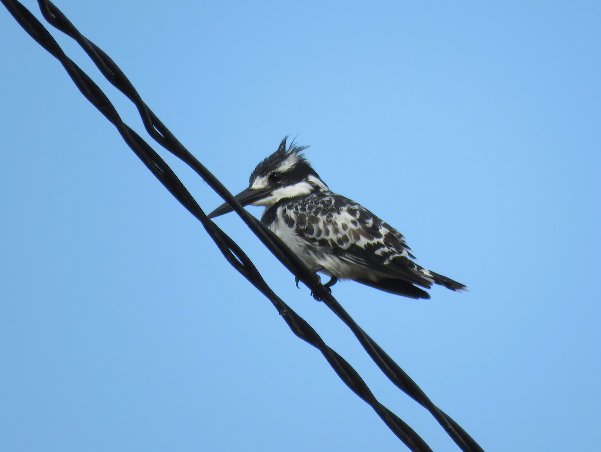 Pied Kingfisher - ML135842251