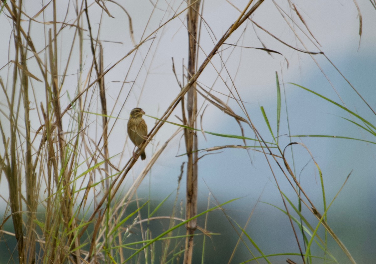 Streaked Weaver - ML135843531