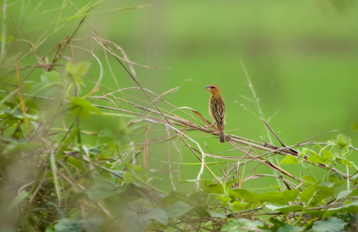 Asian Golden Weaver - ML135843541