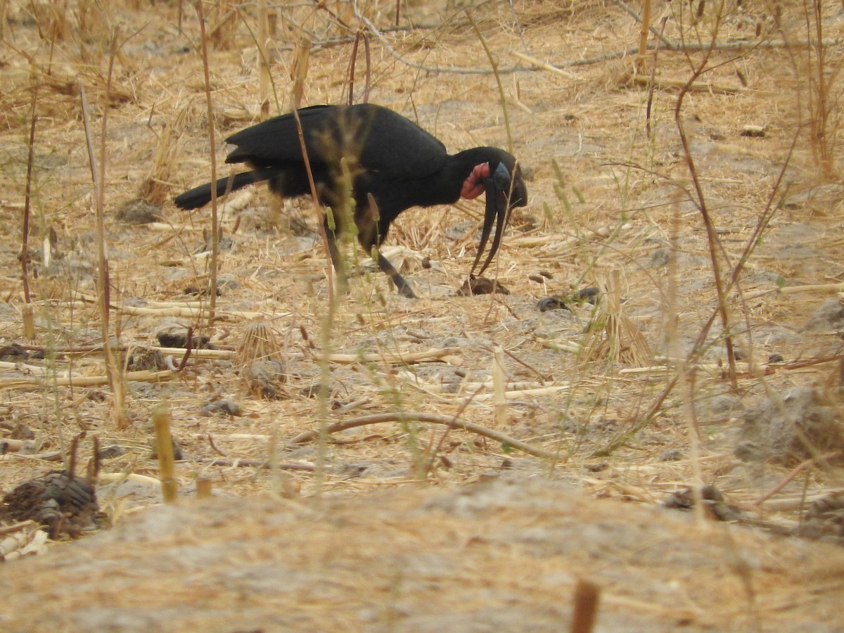 Abyssinian Ground-Hornbill - Eneko Azkue