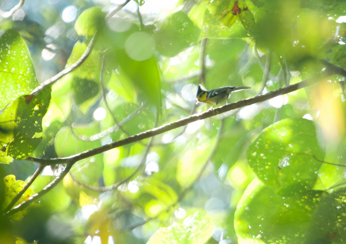 Yellow-cheeked Tit - ML135844771