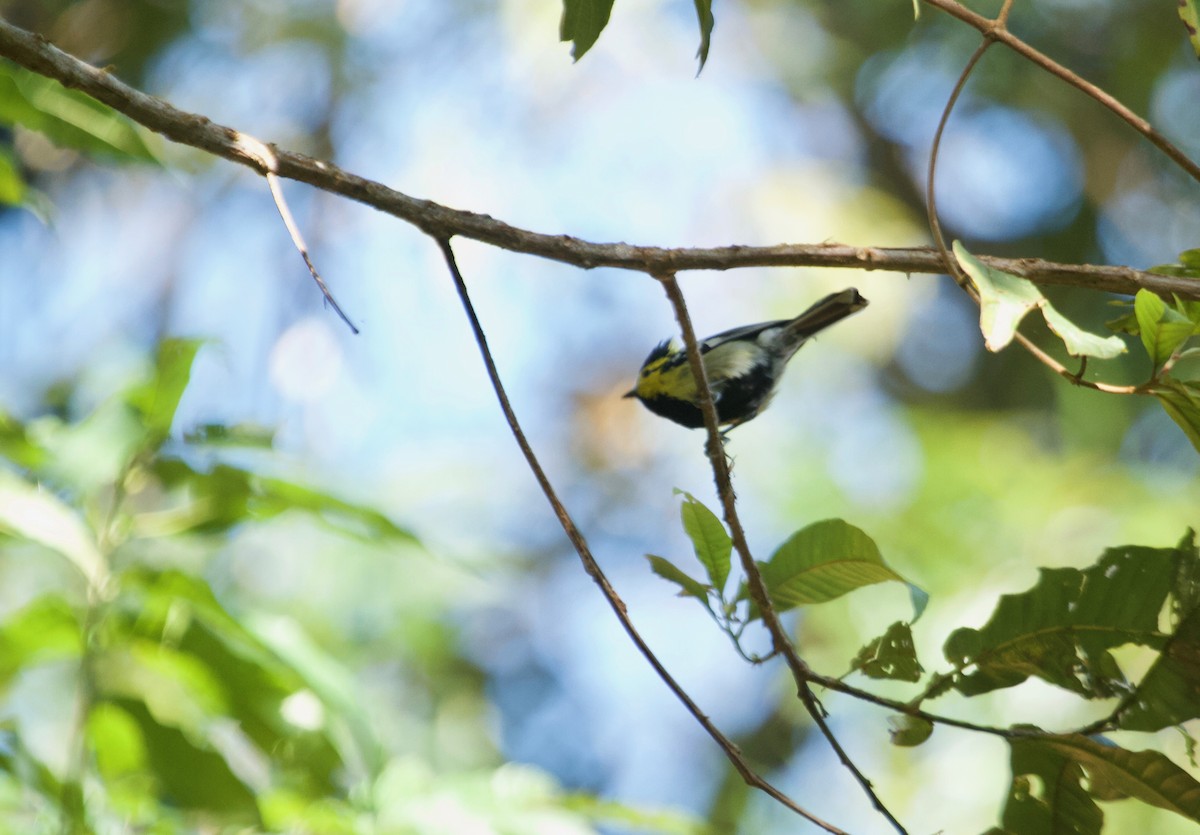 Yellow-cheeked Tit - ML135844781