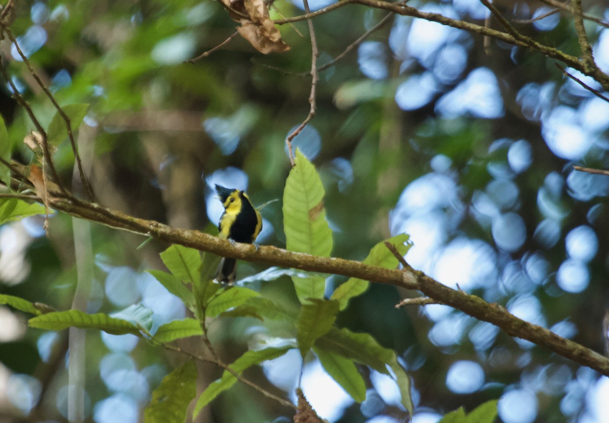 Yellow-cheeked Tit - ML135844791