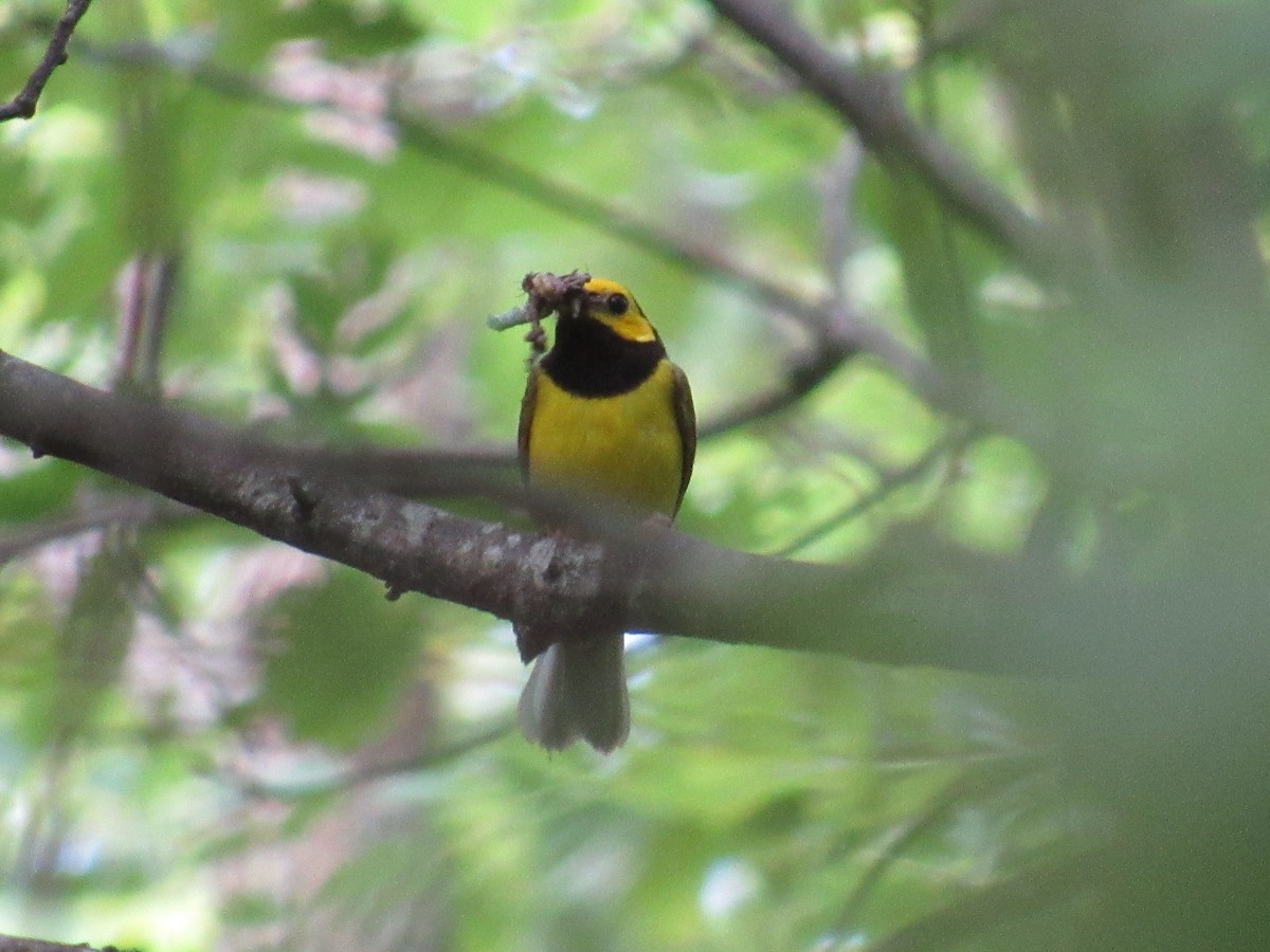 Hooded Warbler - ML135844921