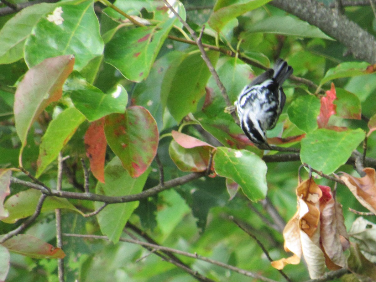 Black-and-white Warbler - ML135845021