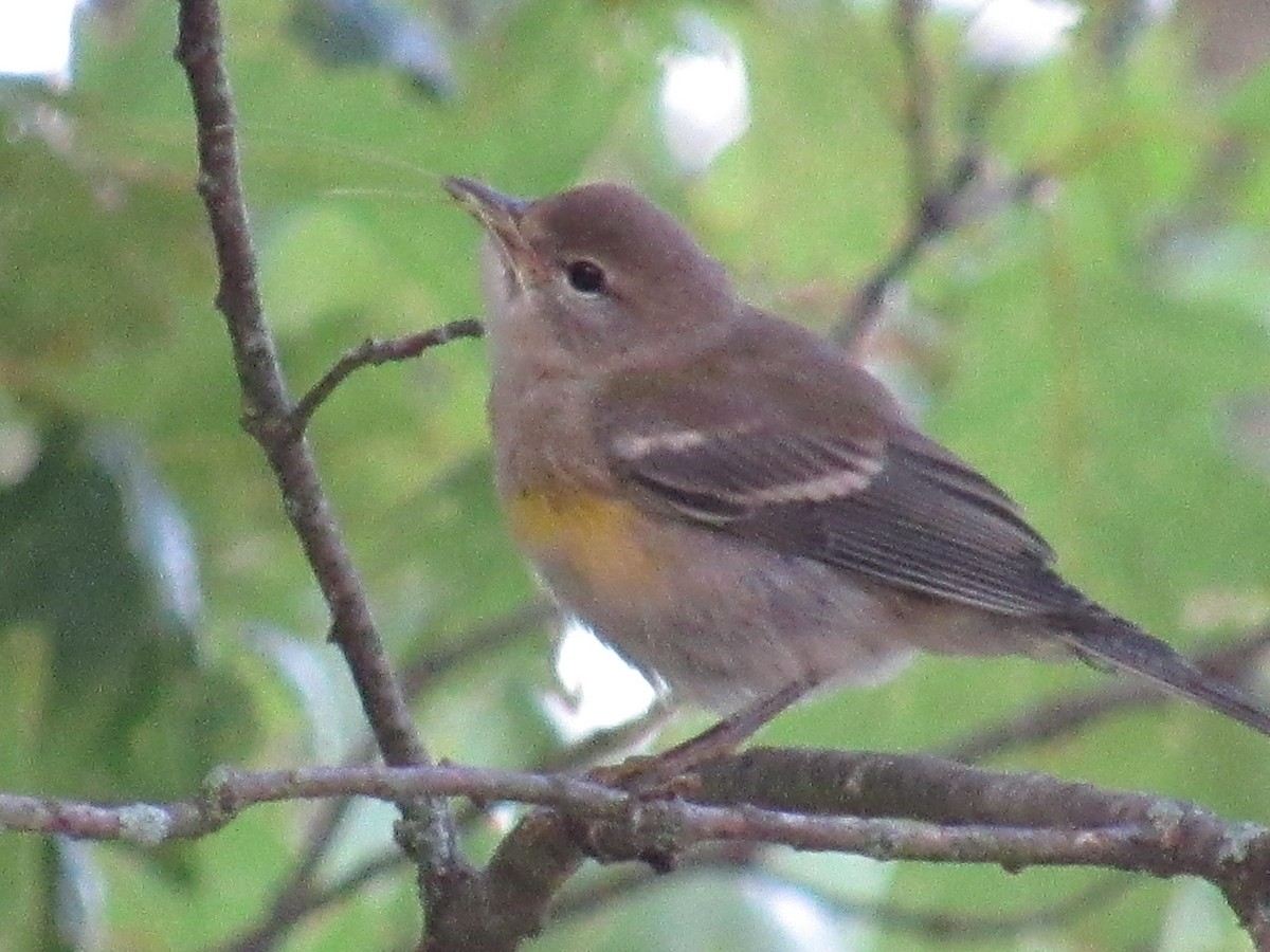 American Redstart - ML135845331