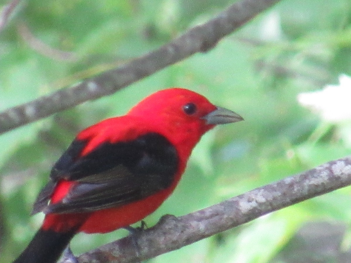 Scarlet Tanager - ML135845571