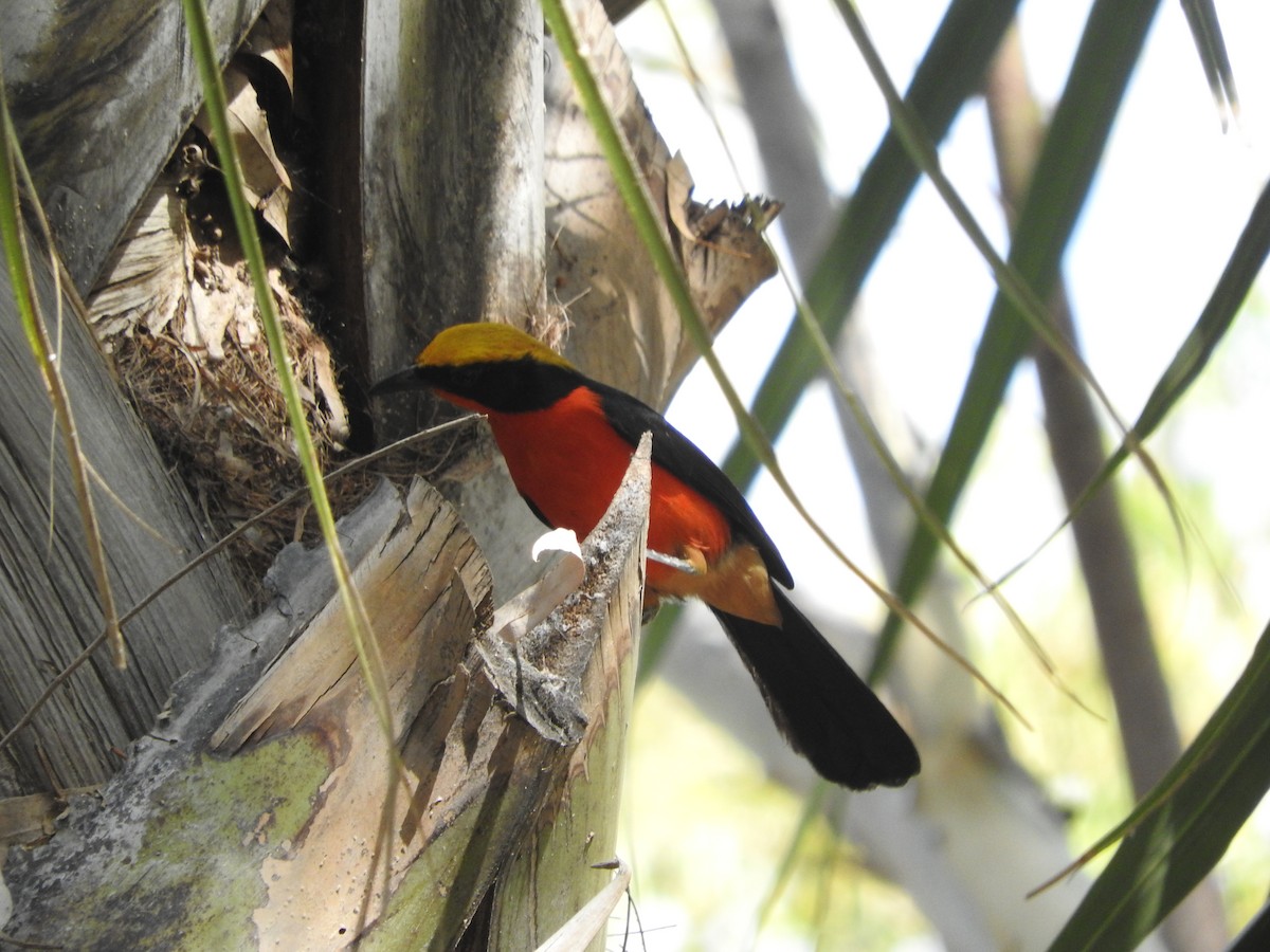 Yellow-crowned Gonolek - Eneko Azkue