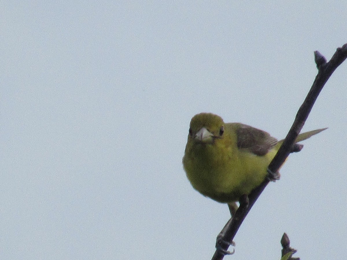 Scarlet Tanager - ML135845681