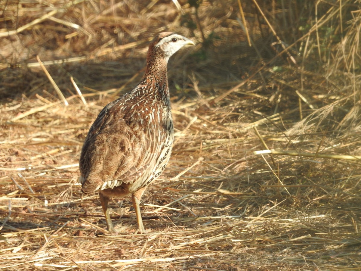 Double-spurred Spurfowl - ML135845791