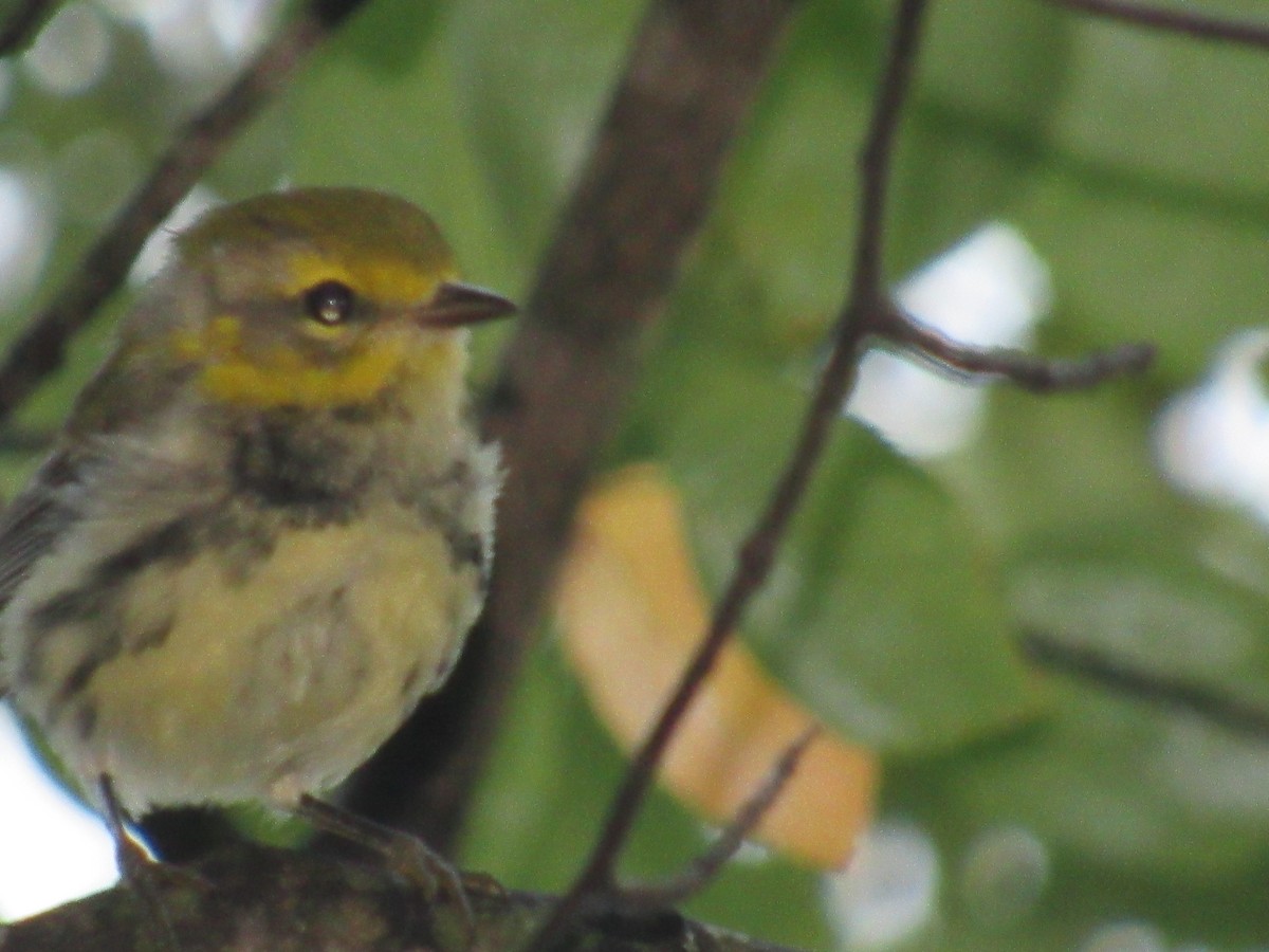 Black-throated Green Warbler - ML135845841