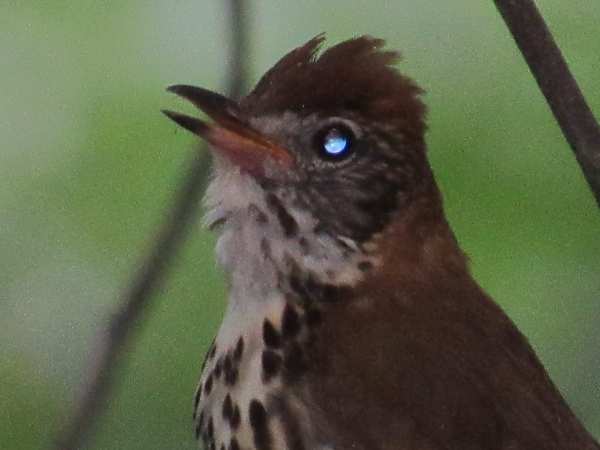 Wood Thrush - ML135846361