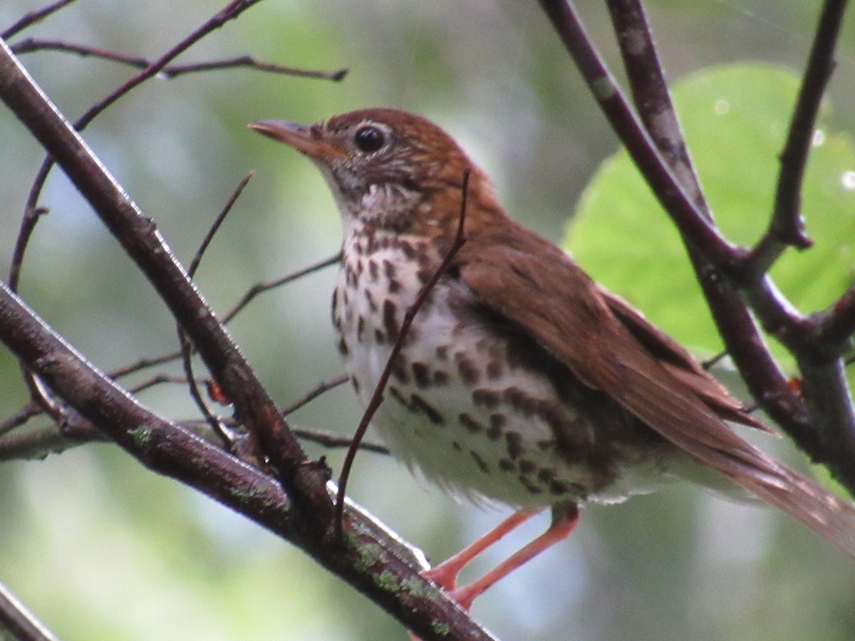 Wood Thrush - ML135846381