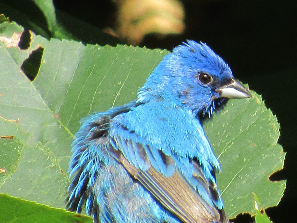Indigo Bunting - ML135846501