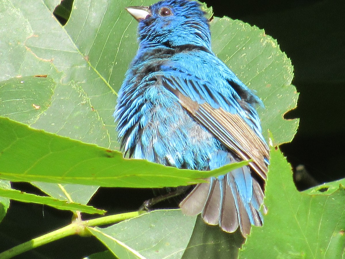 Indigo Bunting - ML135846761