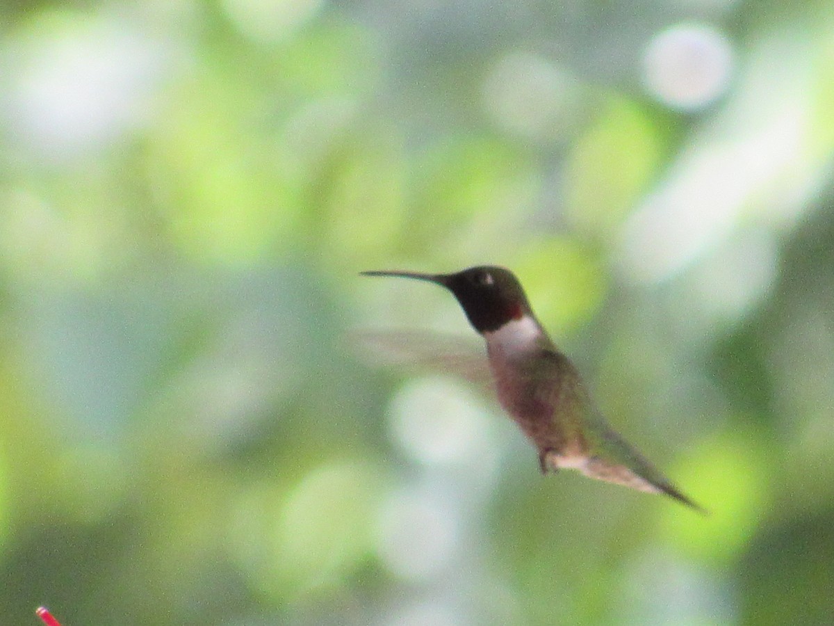 Ruby-throated Hummingbird - ML135846971