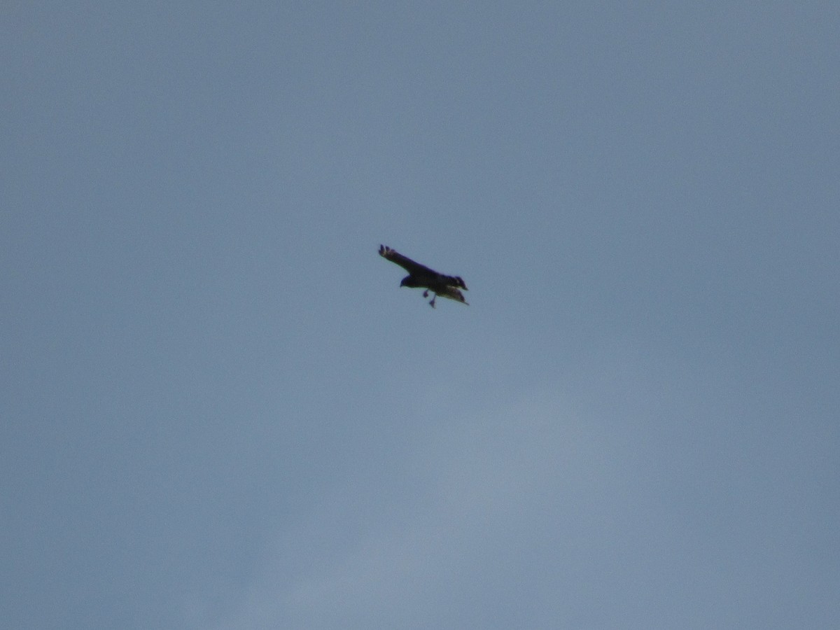 Broad-winged Hawk - ML135847061